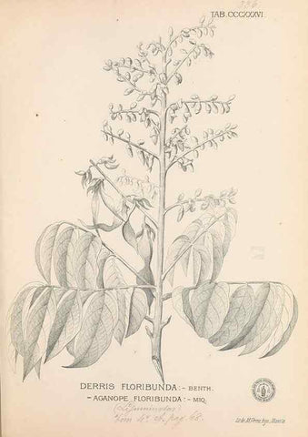 Reproducción/Reproduction 49747202351: Flora de Filipinas,. Manila,Estab. tip. de Plana y ca.,1877-83.. 