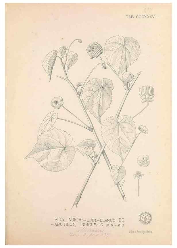 Reproducción/Reproduction 49747530212: Flora de Filipinas,. Manila,Estab. tip. de Plana y ca.,1877-83.. 