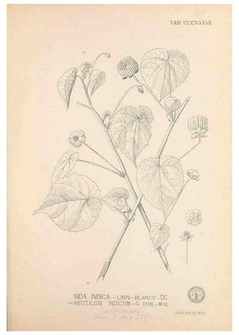 Reproducción/Reproduction 49747530212: Flora de Filipinas,. Manila,Estab. tip. de Plana y ca.,1877-83.. 