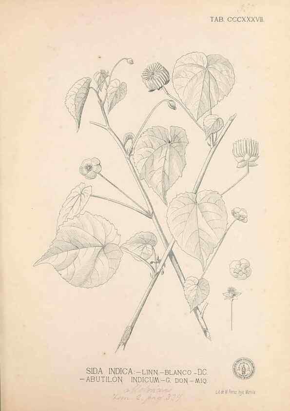 Reproducción/Reproduction 49747530212: Flora de Filipinas,. Manila,Estab. tip. de Plana y ca.,1877-83.. 