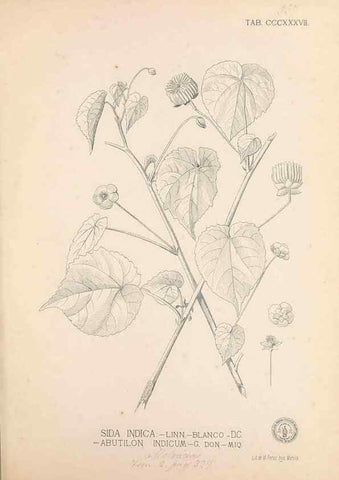 Reproducción/Reproduction 49747530212: Flora de Filipinas,. Manila,Estab. tip. de Plana y ca.,1877-83.. 