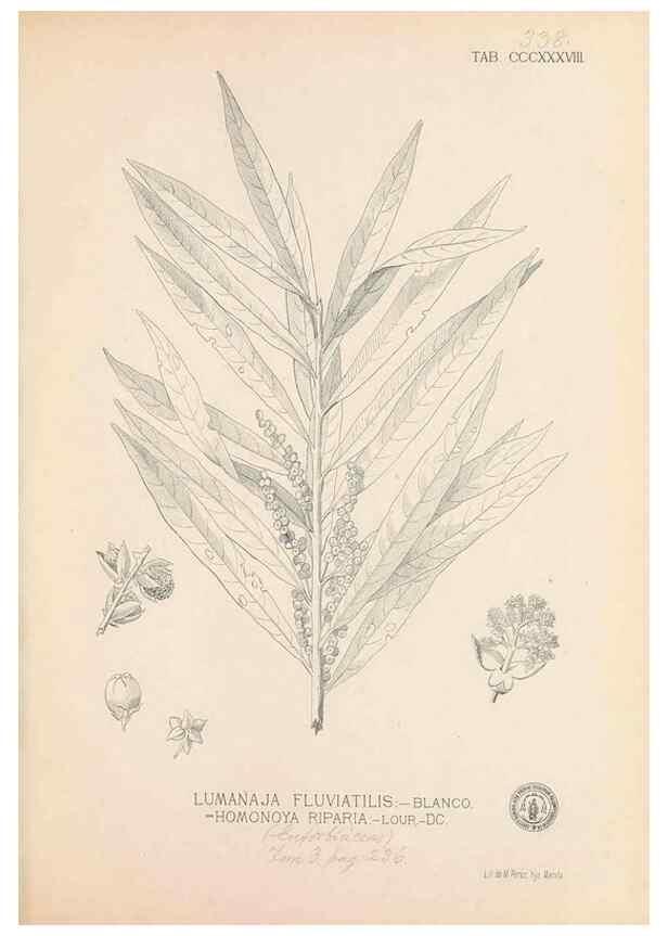 Reproducción/Reproduction 49746662063: Flora de Filipinas,. Manila,Estab. tip. de Plana y ca.,1877-83.. 