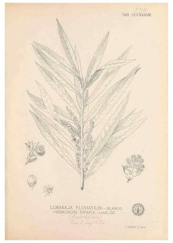 Reproducción/Reproduction 49746662063: Flora de Filipinas,. Manila,Estab. tip. de Plana y ca.,1877-83.. 
