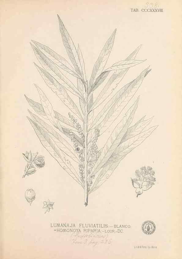 Reproducción/Reproduction 49746662063: Flora de Filipinas,. Manila,Estab. tip. de Plana y ca.,1877-83.. 