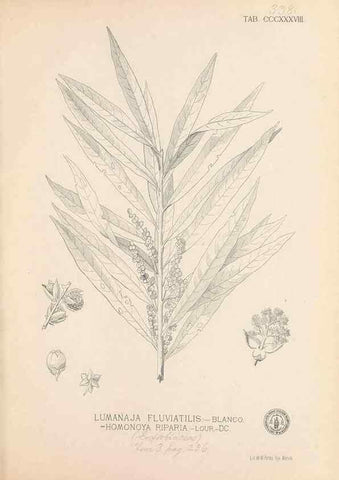Reproducción/Reproduction 49746662063: Flora de Filipinas,. Manila,Estab. tip. de Plana y ca.,1877-83.. 