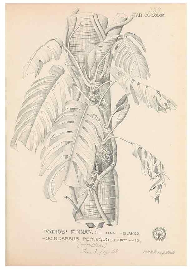 Reproducción/Reproduction 49746662533: Flora de Filipinas,. Manila,Estab. tip. de Plana y ca.,1877-83.. 