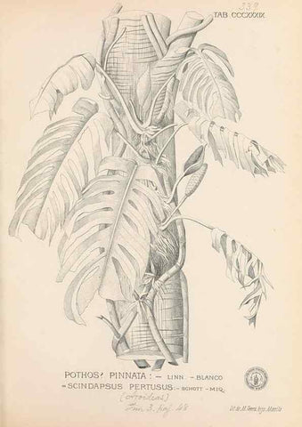 Reproducción/Reproduction 49746662533: Flora de Filipinas,. Manila,Estab. tip. de Plana y ca.,1877-83.. 