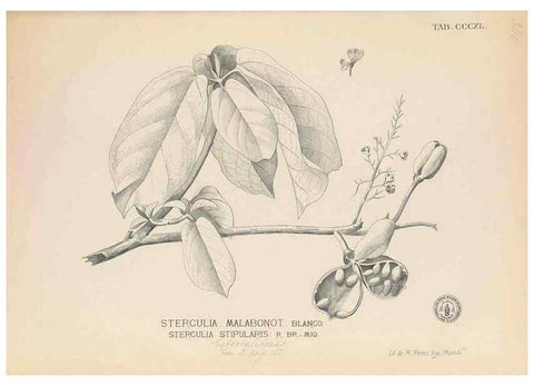 Reproducción/Reproduction 49747531102: Flora de Filipinas,. Manila,Estab. tip. de Plana y ca.,1877-83.. 