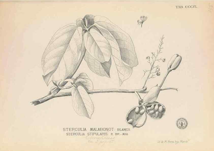 Reproducción/Reproduction 49747531102: Flora de Filipinas,. Manila,Estab. tip. de Plana y ca.,1877-83.. 