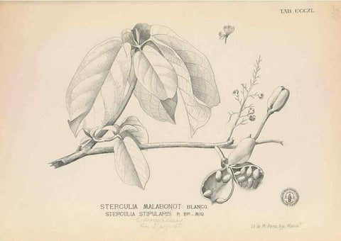Reproducción/Reproduction 49747531102: Flora de Filipinas,. Manila,Estab. tip. de Plana y ca.,1877-83.. 