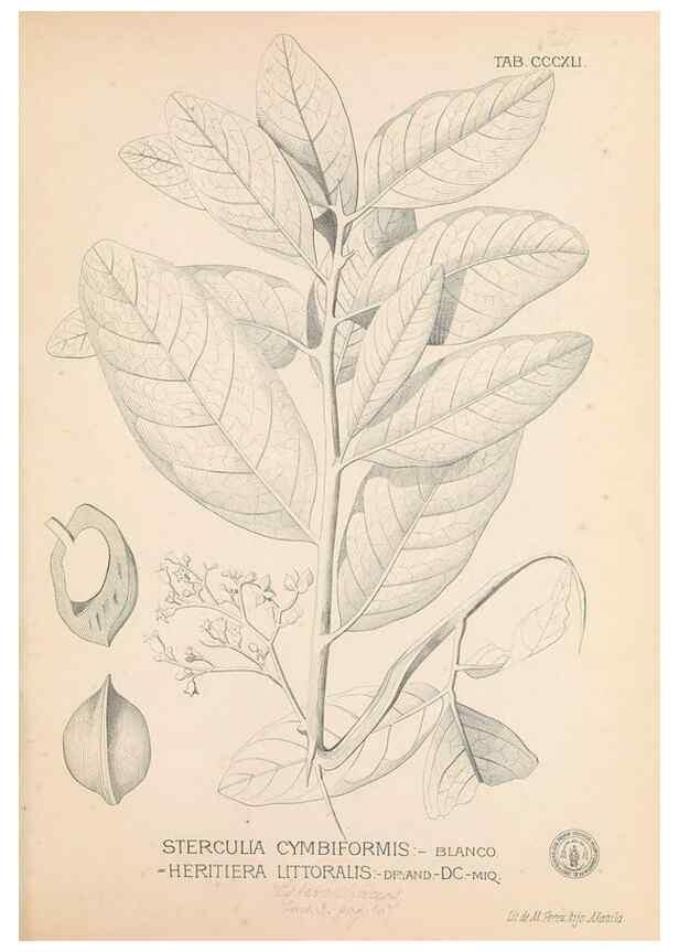 Reproducción/Reproduction 49747531382: Flora de Filipinas,. Manila,Estab. tip. de Plana y ca.,1877-83.. 