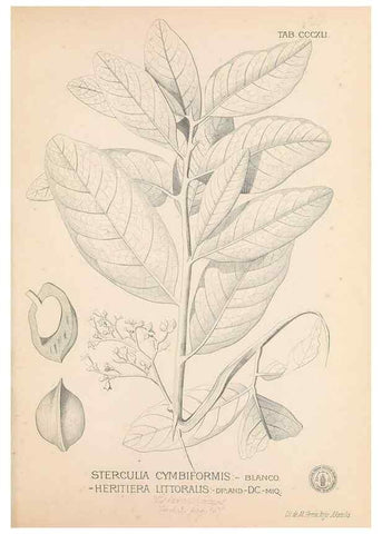 Reproducción/Reproduction 49747531382: Flora de Filipinas,. Manila,Estab. tip. de Plana y ca.,1877-83.. 