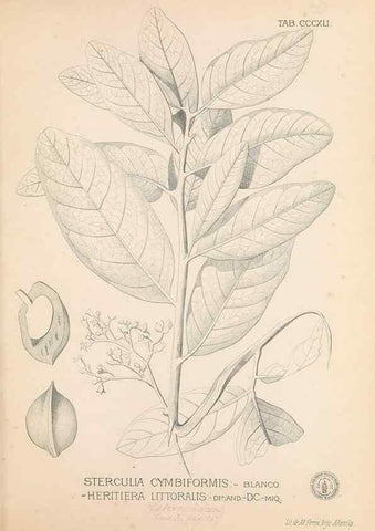 Reproducción/Reproduction 49747531382: Flora de Filipinas,. Manila,Estab. tip. de Plana y ca.,1877-83.. 