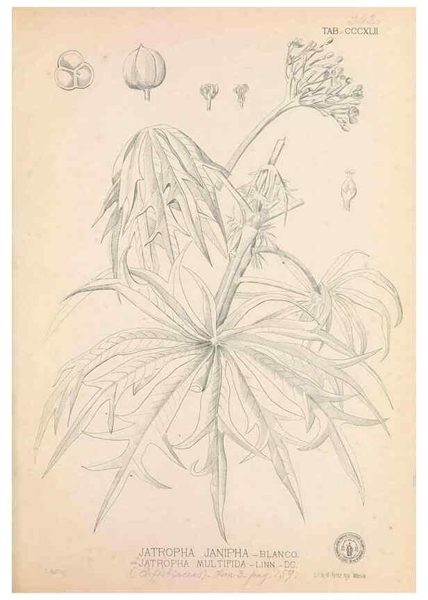 Reproducción/Reproduction 49747531667: Flora de Filipinas,. Manila,Estab. tip. de Plana y ca.,1877-83.. 