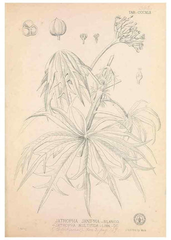 Reproducción/Reproduction 49747531667: Flora de Filipinas,. Manila,Estab. tip. de Plana y ca.,1877-83.. 