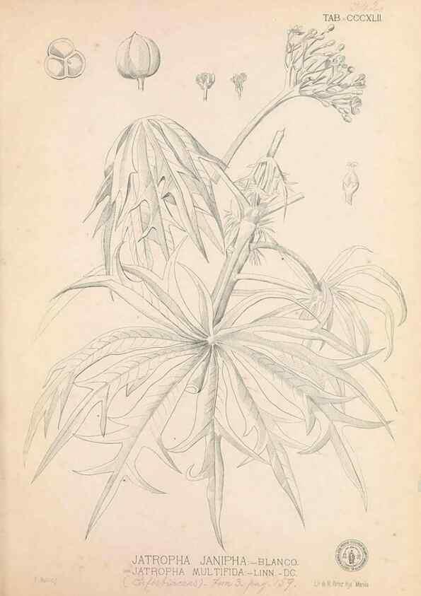 Reproducción/Reproduction 49747531667: Flora de Filipinas,. Manila,Estab. tip. de Plana y ca.,1877-83.. 