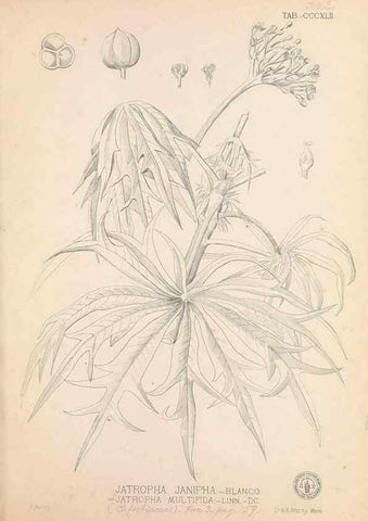 Reproducción/Reproduction 49747531667: Flora de Filipinas,. Manila,Estab. tip. de Plana y ca.,1877-83.. 