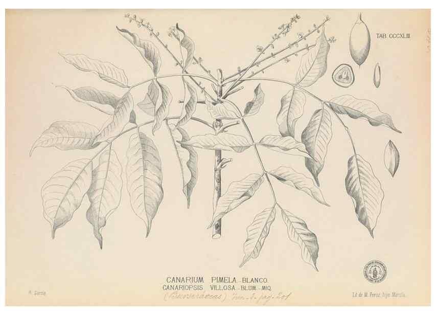 Reproducción/Reproduction 49746663728: Flora de Filipinas,. Manila,Estab. tip. de Plana y ca.,1877-83.. 
