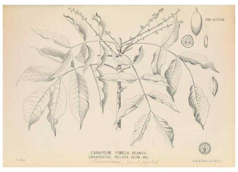 Reproducción/Reproduction 49746663728: Flora de Filipinas,. Manila,Estab. tip. de Plana y ca.,1877-83.. 