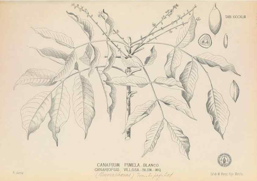 Reproducción/Reproduction 49746663728: Flora de Filipinas,. Manila,Estab. tip. de Plana y ca.,1877-83.. 