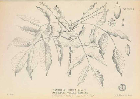 Reproducción/Reproduction 49746663728: Flora de Filipinas,. Manila,Estab. tip. de Plana y ca.,1877-83.. 