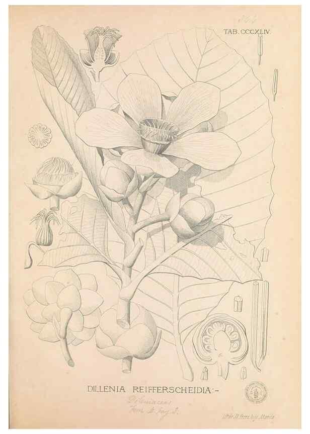 Reproducción/Reproduction 49746664063: Flora de Filipinas,. Manila,Estab. tip. de Plana y ca.,1877-83.. 