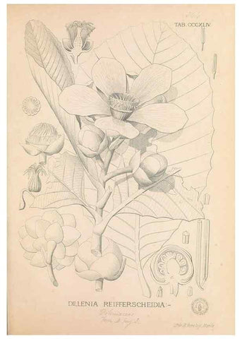 Reproducción/Reproduction 49746664063: Flora de Filipinas,. Manila,Estab. tip. de Plana y ca.,1877-83.. 