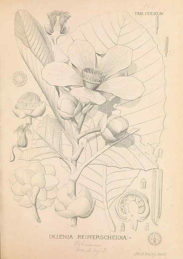 Reproducción/Reproduction 49746664063: Flora de Filipinas,. Manila,Estab. tip. de Plana y ca.,1877-83.. 