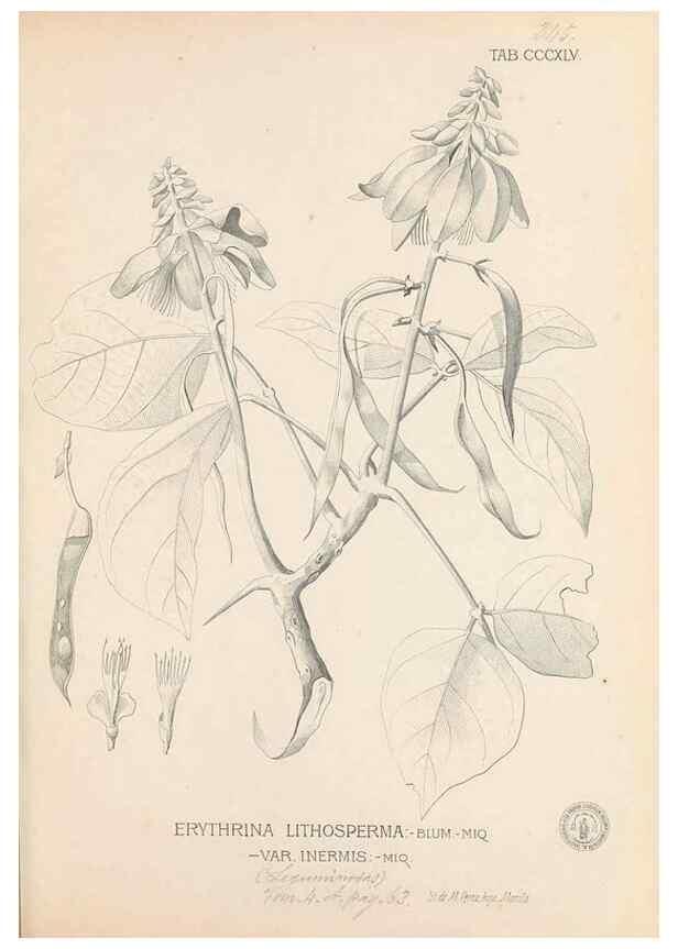 Reproducción/Reproduction 49747532357: Flora de Filipinas,. Manila,Estab. tip. de Plana y ca.,1877-83.. 
