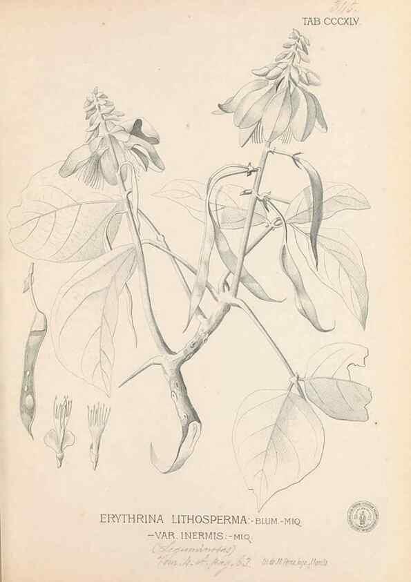 Reproducción/Reproduction 49747532357: Flora de Filipinas,. Manila,Estab. tip. de Plana y ca.,1877-83.. 
