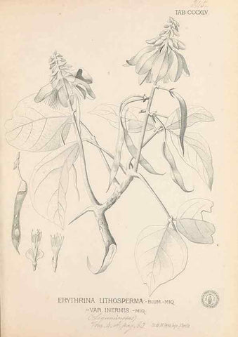 Reproducción/Reproduction 49747532357: Flora de Filipinas,. Manila,Estab. tip. de Plana y ca.,1877-83.. 
