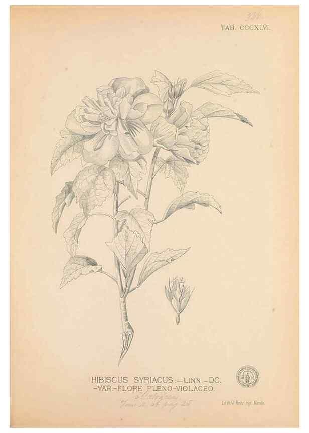 Reproducción/Reproduction 49747532647: Flora de Filipinas,. Manila,Estab. tip. de Plana y ca.,1877-83.. 