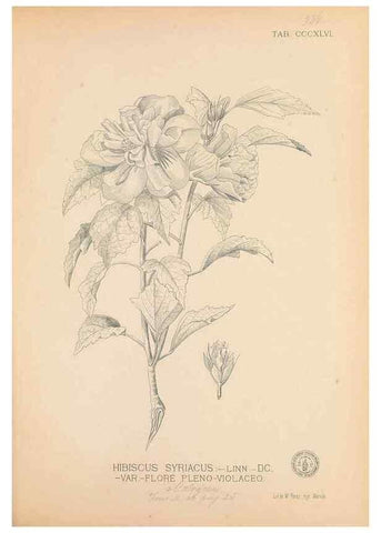 Reproducción/Reproduction 49747532647: Flora de Filipinas,. Manila,Estab. tip. de Plana y ca.,1877-83.. 