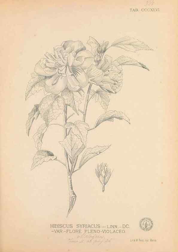 Reproducción/Reproduction 49747532647: Flora de Filipinas,. Manila,Estab. tip. de Plana y ca.,1877-83.. 