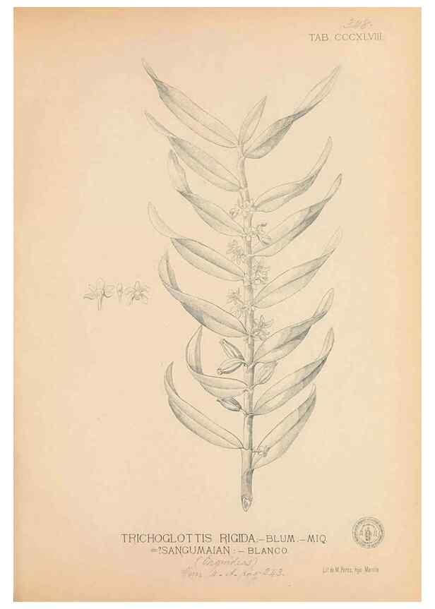 Reproducción/Reproduction 49747533232: Flora de Filipinas,. Manila,Estab. tip. de Plana y ca.,1877-83.. 