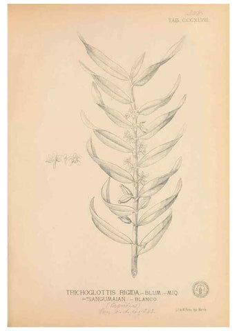 Reproducción/Reproduction 49747533232: Flora de Filipinas,. Manila,Estab. tip. de Plana y ca.,1877-83.. 