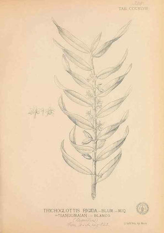 Reproducción/Reproduction 49747533232: Flora de Filipinas,. Manila,Estab. tip. de Plana y ca.,1877-83.. 