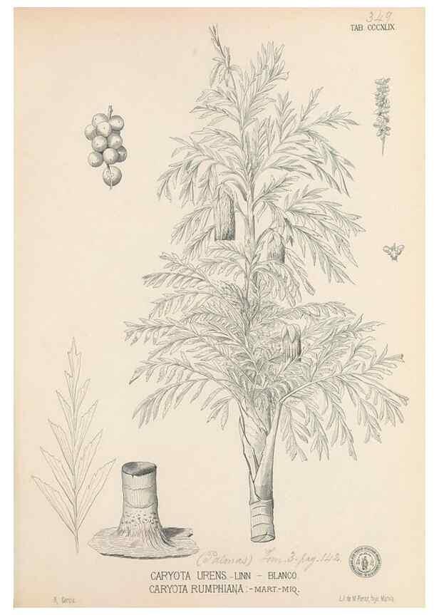 Reproducción/Reproduction 49746665363: Flora de Filipinas,. Manila,Estab. tip. de Plana y ca.,1877-83.. 