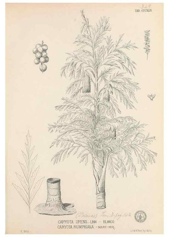 Reproducción/Reproduction 49746665363: Flora de Filipinas,. Manila,Estab. tip. de Plana y ca.,1877-83.. 