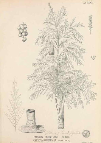 Reproducción/Reproduction 49746665363: Flora de Filipinas,. Manila,Estab. tip. de Plana y ca.,1877-83.. 