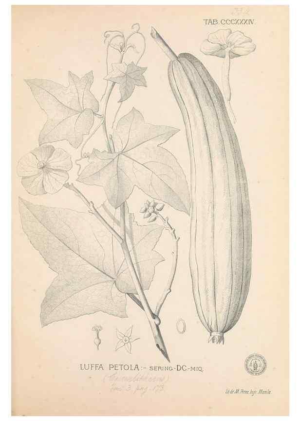 Reproducción/Reproduction 49747529457: Flora de Filipinas,. Manila,Estab. tip. de Plana y ca.,1877-83.. 