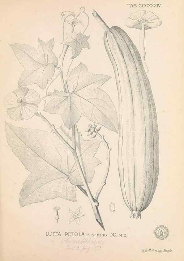 Reproducción/Reproduction 49747529457: Flora de Filipinas,. Manila,Estab. tip. de Plana y ca.,1877-83.. 