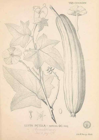 Reproducción/Reproduction 49747529457: Flora de Filipinas,. Manila,Estab. tip. de Plana y ca.,1877-83.. 