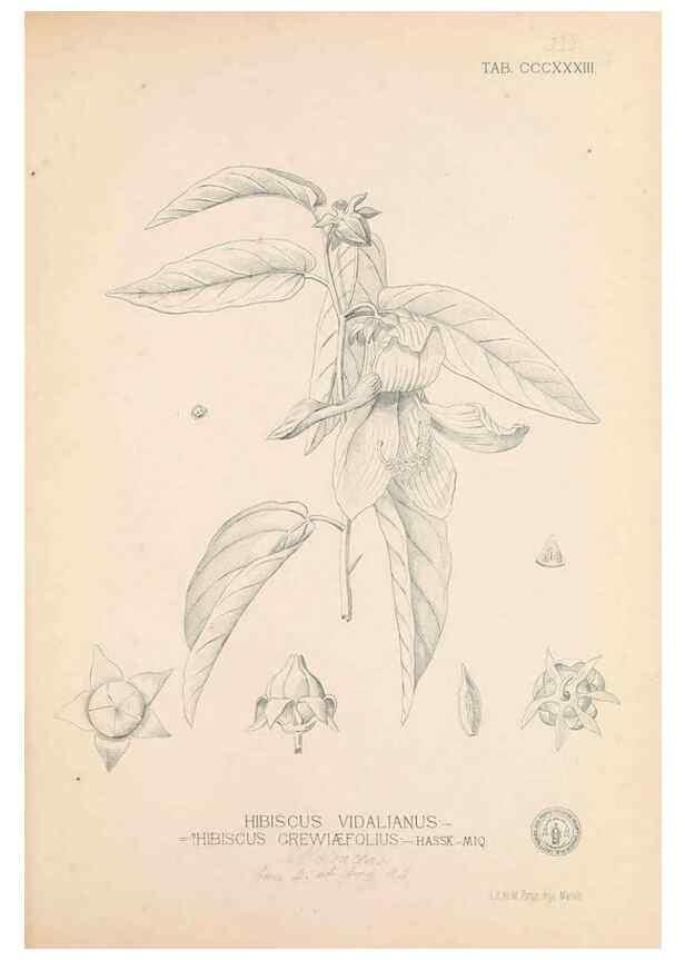 Reproducción/Reproduction 49746660653: Flora de Filipinas,. Manila,Estab. tip. de Plana y ca.,1877-83.. 