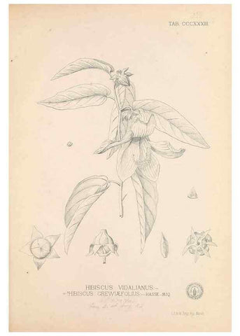 Reproducción/Reproduction 49746660653: Flora de Filipinas,. Manila,Estab. tip. de Plana y ca.,1877-83.. 