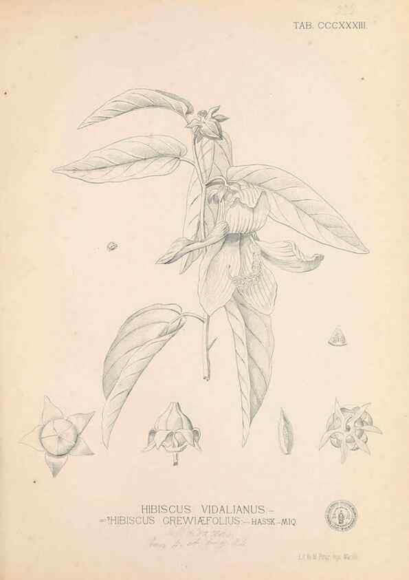 Reproducción/Reproduction 49746660653: Flora de Filipinas,. Manila,Estab. tip. de Plana y ca.,1877-83.. 