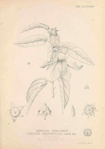 Reproducción/Reproduction 49746660653: Flora de Filipinas,. Manila,Estab. tip. de Plana y ca.,1877-83.. 