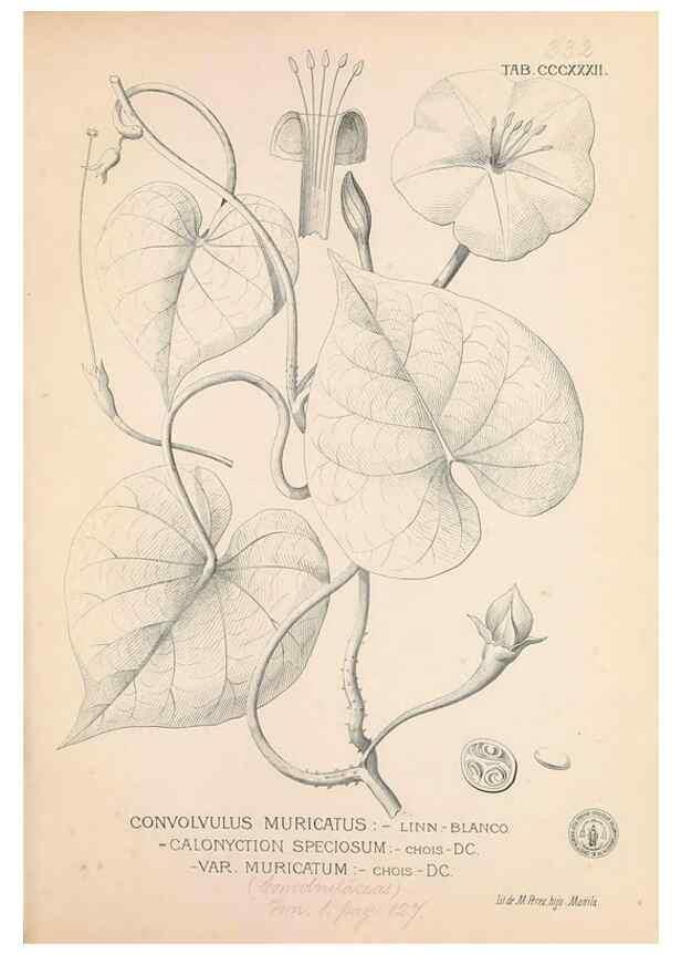 Reproducción/Reproduction 49747201221: Flora de Filipinas,. Manila,Estab. tip. de Plana y ca.,1877-83.. 