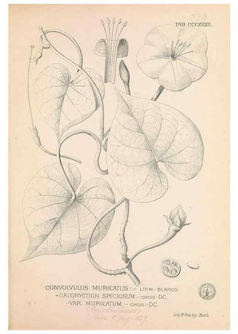 Reproducción/Reproduction 49747201221: Flora de Filipinas,. Manila,Estab. tip. de Plana y ca.,1877-83.. 