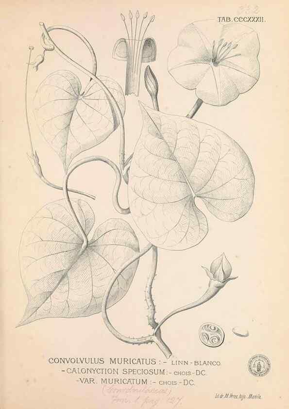 Reproducción/Reproduction 49747201221: Flora de Filipinas,. Manila,Estab. tip. de Plana y ca.,1877-83.. 